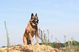 MALINOIS 354